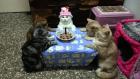 Прикрепленное изображение: birthday-cat.jpg