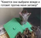 Прикрепленное изображение: Мыши kQfHf33i8NY.jpg