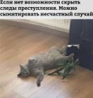 Прикрепленное изображение: Ko1BVmXjmgA.jpg