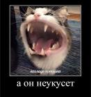 Прикрепленное изображение: Погладь котика - он не укусит.jpg