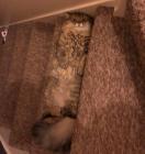 Прикрепленное изображение: Попробуй наступить.jpg