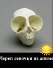 Прикрепленное изображение: Череп девочки из аниме.jpg