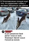 Прикрепленное изображение: Разрисовал собаку.jpg