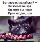 Прикрепленное изображение: Лувак малайский.jpg