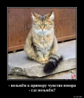 Прикрепленное изображение: Котик и чувство юмора.png