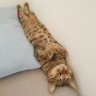 Прикрепленное изображение: Котик в щели.jpg