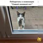 Прикрепленное изображение: Самый ленивый кот.jpg