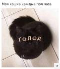 Прикрепленное изображение: Кошка каждые полчаса.jpg