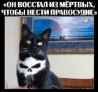 Прикрепленное изображение: Котик восстал из мертвых.jpg