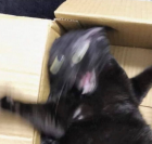 Прикрепленное изображение: Кот Шредингера.png