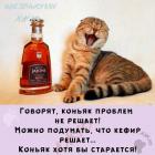 Прикрепленное изображение: Коньяк старается.jpg