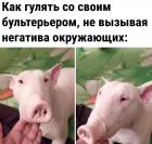 Прикрепленное изображение: Прогулка с бультерьером.jpg