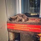 Прикрепленное изображение: Официальный кот.jpg