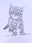 Прикрепленное изображение: Kitten.jpg