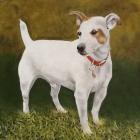 Прикрепленное изображение: Jack-Russel.jpeg
