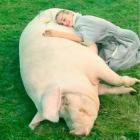 Прикрепленное изображение: Свин 814FzSjm_J0.jpg