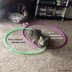 Прикрепленное изображение: Котик милый пирожочек.jpg