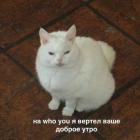 Прикрепленное изображение: Ваше доброе утро.jpg