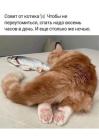 Прикрепленное изображение: Совет от котика.jpg