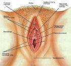 Прикрепленное изображение: 2951dada1fe1bbebc3ca6ba0719d9370.jpg
