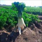 Прикрепленное изображение: 1618906490.jpg