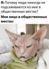 Прикрепленное изображение: Лицо котика в общественных местах.jpg
