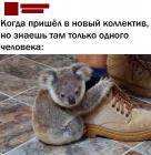 Прикрепленное изображение: Пришел в новый коллектив.jpg