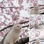 Прикрепленное изображение: 1680305071.jpg