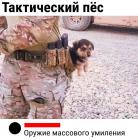 Прикрепленное изображение: Тактический пес.jpg