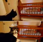 Прикрепленное изображение: котик и ребенок.jpg