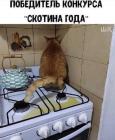Прикрепленное изображение: Скотина года.jpg