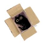 Прикрепленное изображение: WX1rLAUekfE.jpg