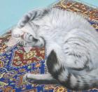 Прикрепленное изображение: txkeZmaxk40.jpg