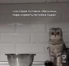 Прикрепленное изображение: Вставай потомок обезьяны.jpg