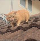 Прикрепленное изображение: QQ图片20190528031756.jpg