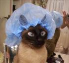 Прикрепленное изображение: Котик в шапочке.jpg