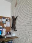Прикрепленное изображение: Котик лезет на стену.jpg