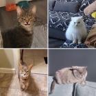 Прикрепленное изображение: Мрачные коты.jpg