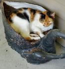 Прикрепленное изображение: Цветы не растут.jpg