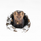 Прикрепленное изображение: 80342703_23843927836910473_7403648082509508370_n.png