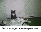 Прикрепленное изображение: Котик и начало ремонта.jpg