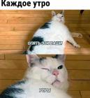 Прикрепленное изображение: Котик утром.jpg