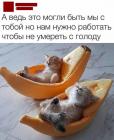 Прикрепленное изображение: котятам не нужно работать.jpg