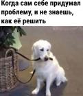 Прикрепленное изображение: Пес придумал проблему.jpg