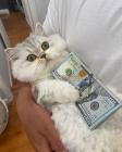 Прикрепленное изображение: Котик с долларами.jpg