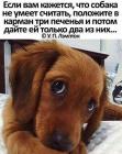 Прикрепленное изображение: Собака умеет считать.jpg