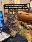 Прикрепленное изображение: Котик на удаленке.jpg