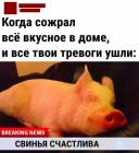 Прикрепленное изображение: Свинья счастлива.jpg