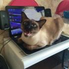 Прикрепленное изображение: Котик на ноутбуке.jpg