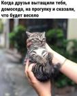 Прикрепленное изображение: Котик на прогулке.jpg